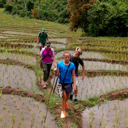 Hiking in rice fields